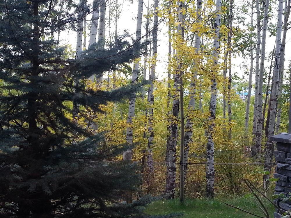 Pinnacle Inn & Suites Aspen YYC Kültér fotó